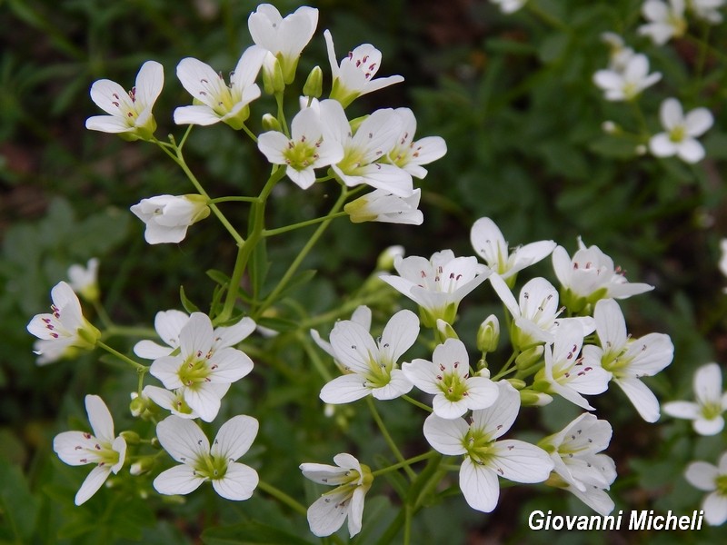 Cardamine amara